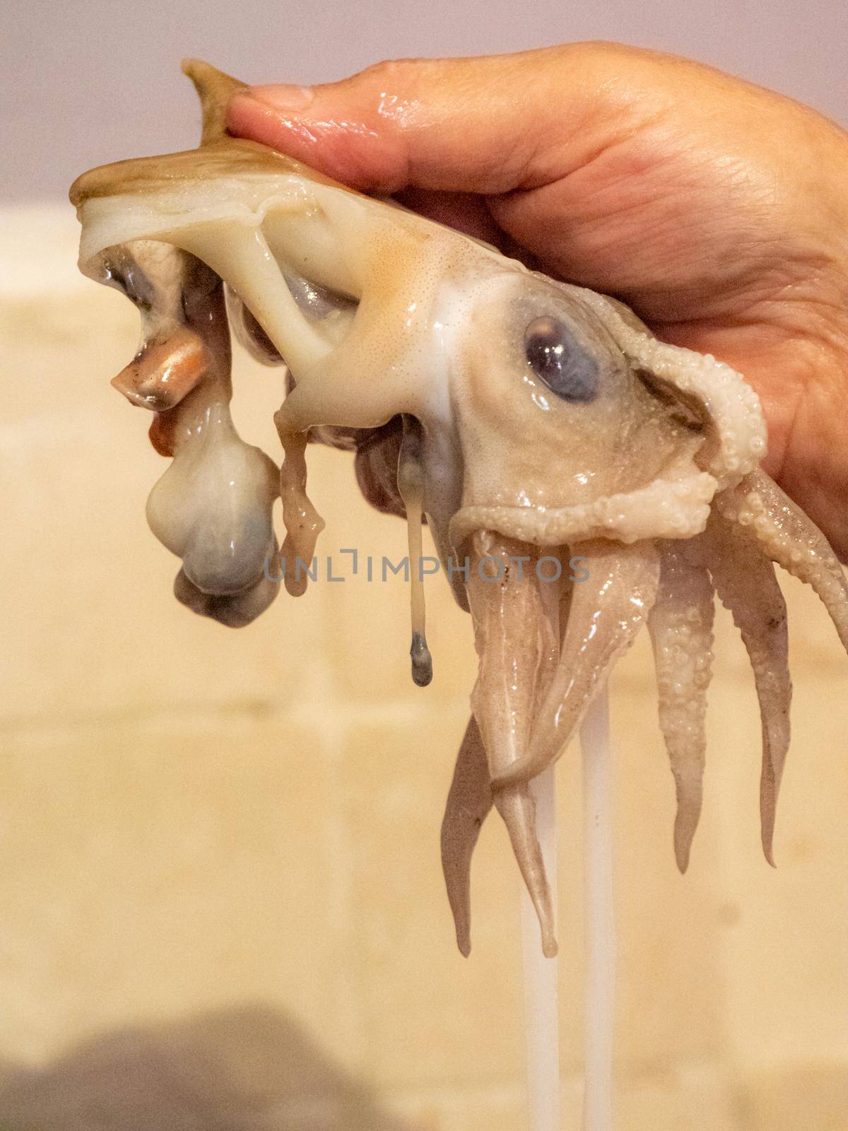 cleaning cutting preparing and cooking an adriatic cuttlefish at home by verbano