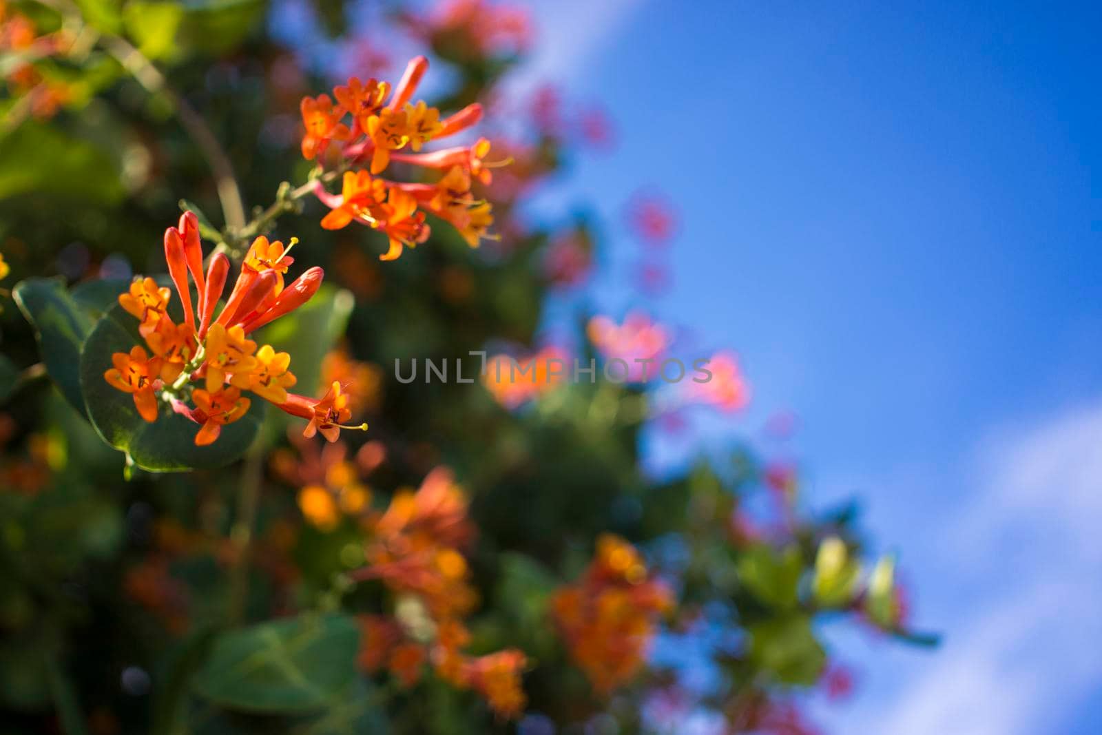 Flowers and nature in the morning Still bright This flower is Lonicera caprifolium, the sky is clear. High quality photo