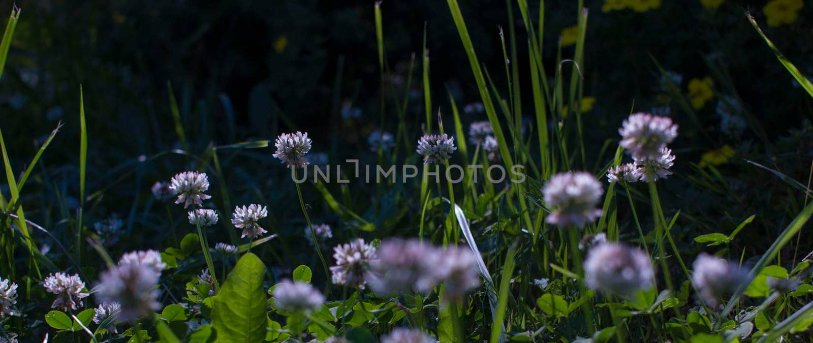 white clover flowers on the mountain slopes, with bokeh backgrounds and foreground, photographed during the hot day. High quality photo