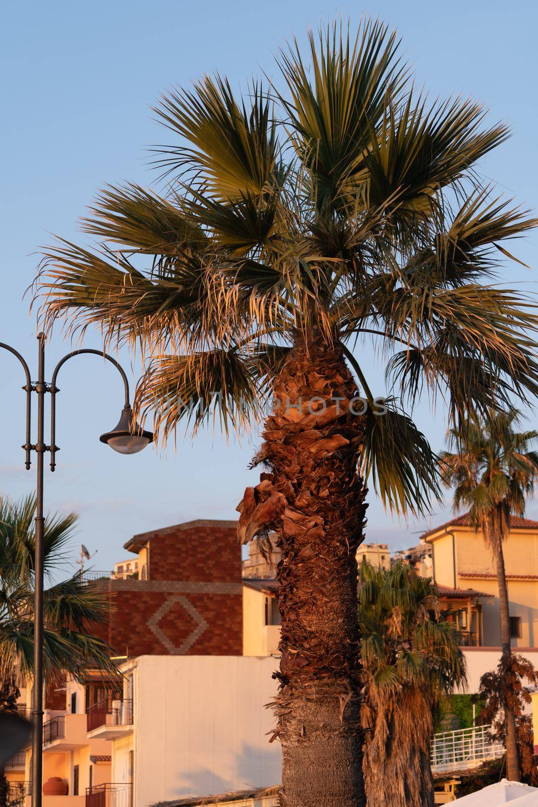 Palm trees against blue sky on sunny summer day, Calabria seaside, Southern Italy