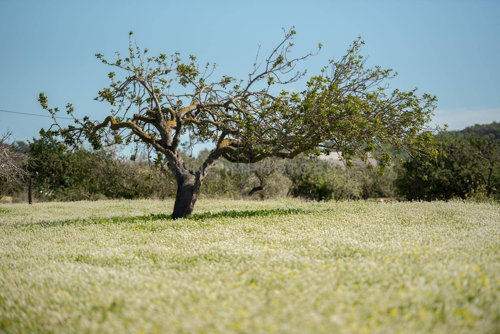 Rural fields of Santa Anges de la Corona, Ibiza, Spain.