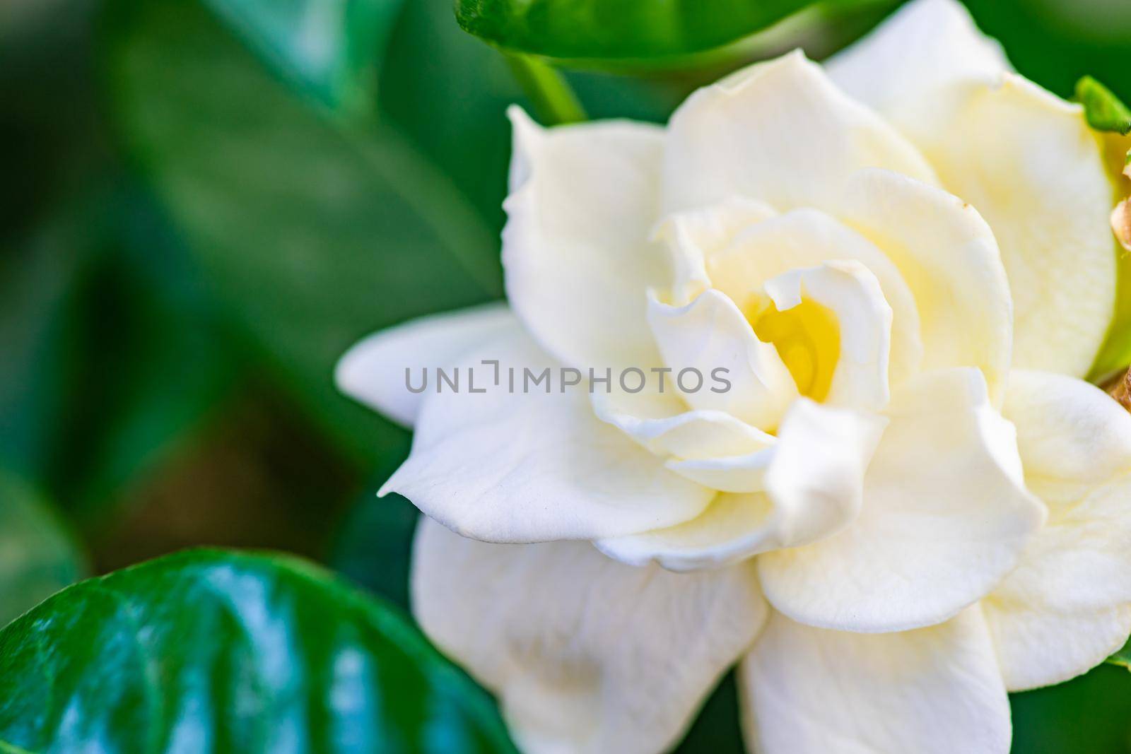 Blooming white Gardenia flowers in the garden by Elet