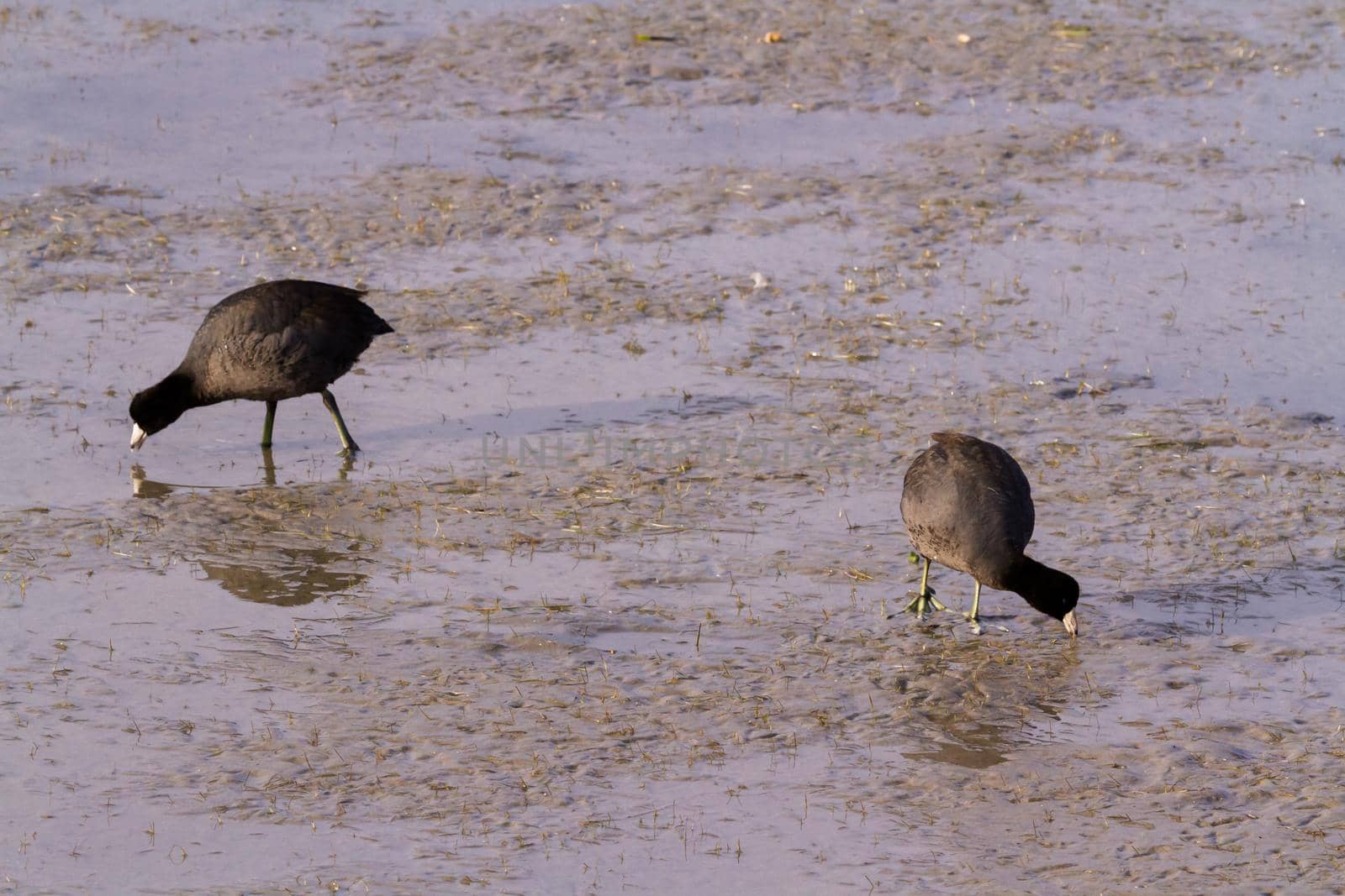 Common moorhen in natural habitat on South Padre Island, TX.