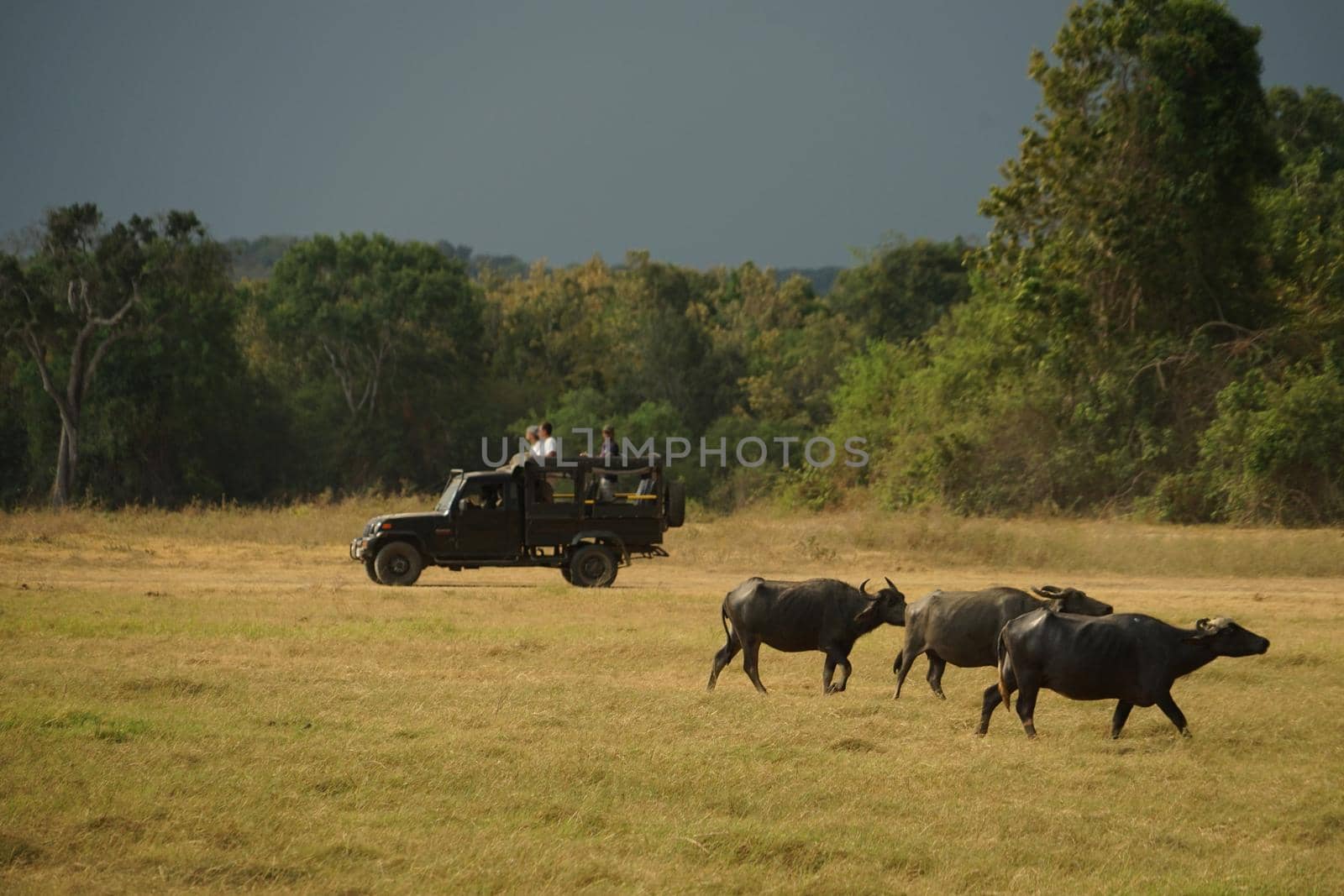 Large group of cattle in Minnelia National Park (Sri Lanka). Shooting Location: Sri Lanka, Candy