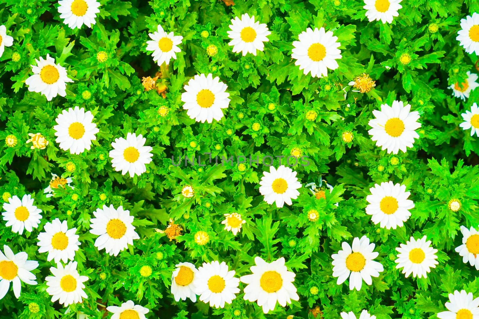 Chamomile Margaret Wallpaper. Shooting Location: Yokohama-city kanagawa prefecture