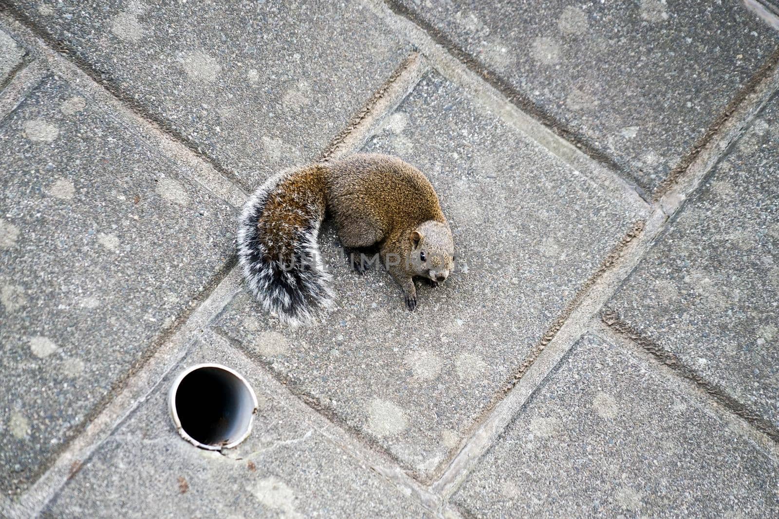 Wild squirrel on the wall. Shooting Location: Yokohama-city kanagawa prefecture