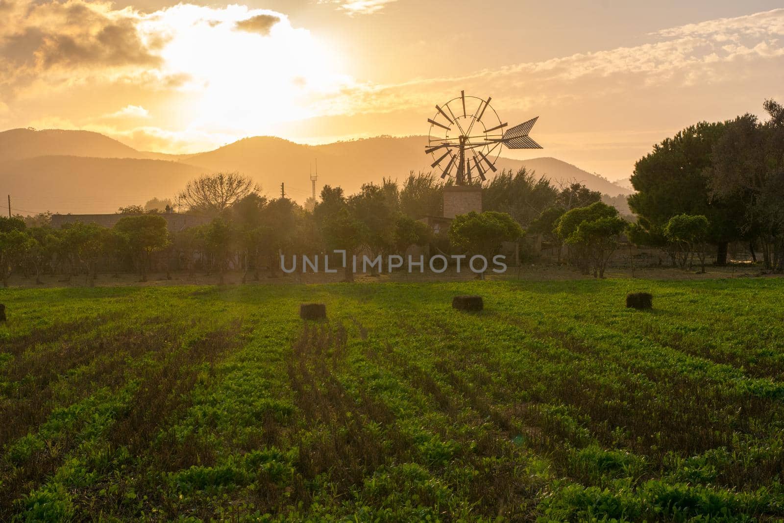 Sunset in the Farm, Puig d ´en Valls, Ibiza, Spain.