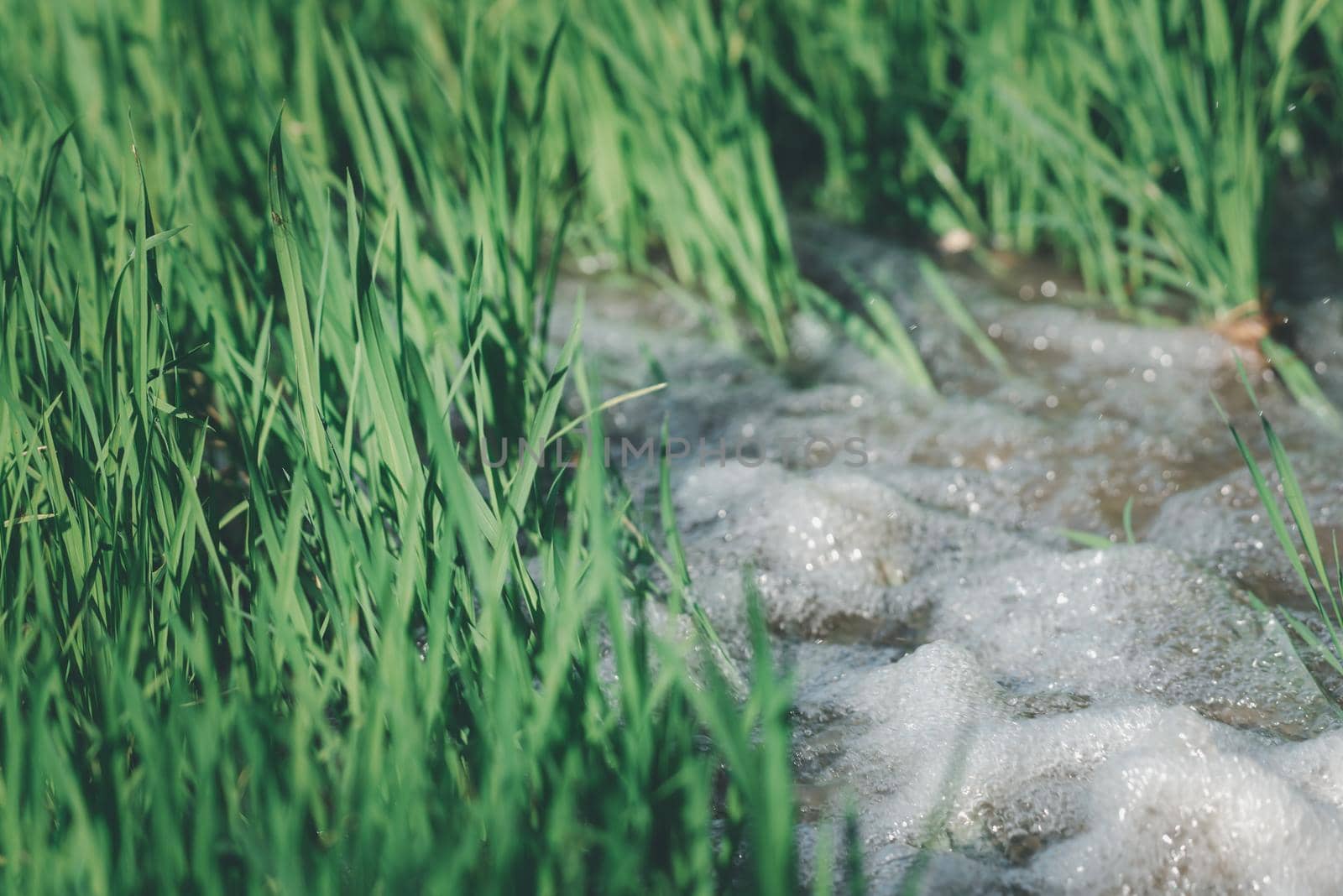 Watering of nature rice field on rice paddy green color lush growing is a agriculture in asia