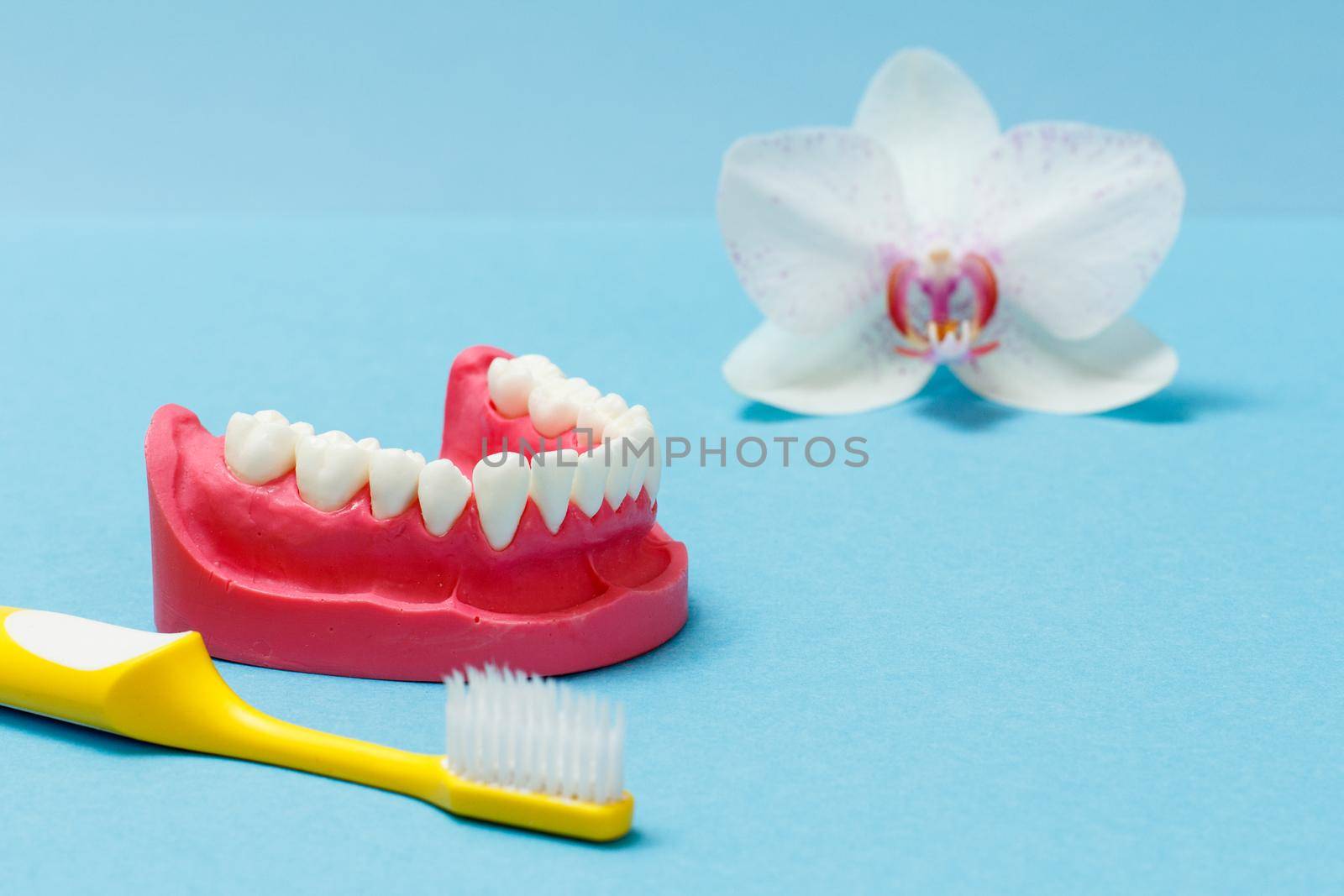 Layout of a human lower jaw and a toothbrush on the blue background with a bud of an orchid flower.