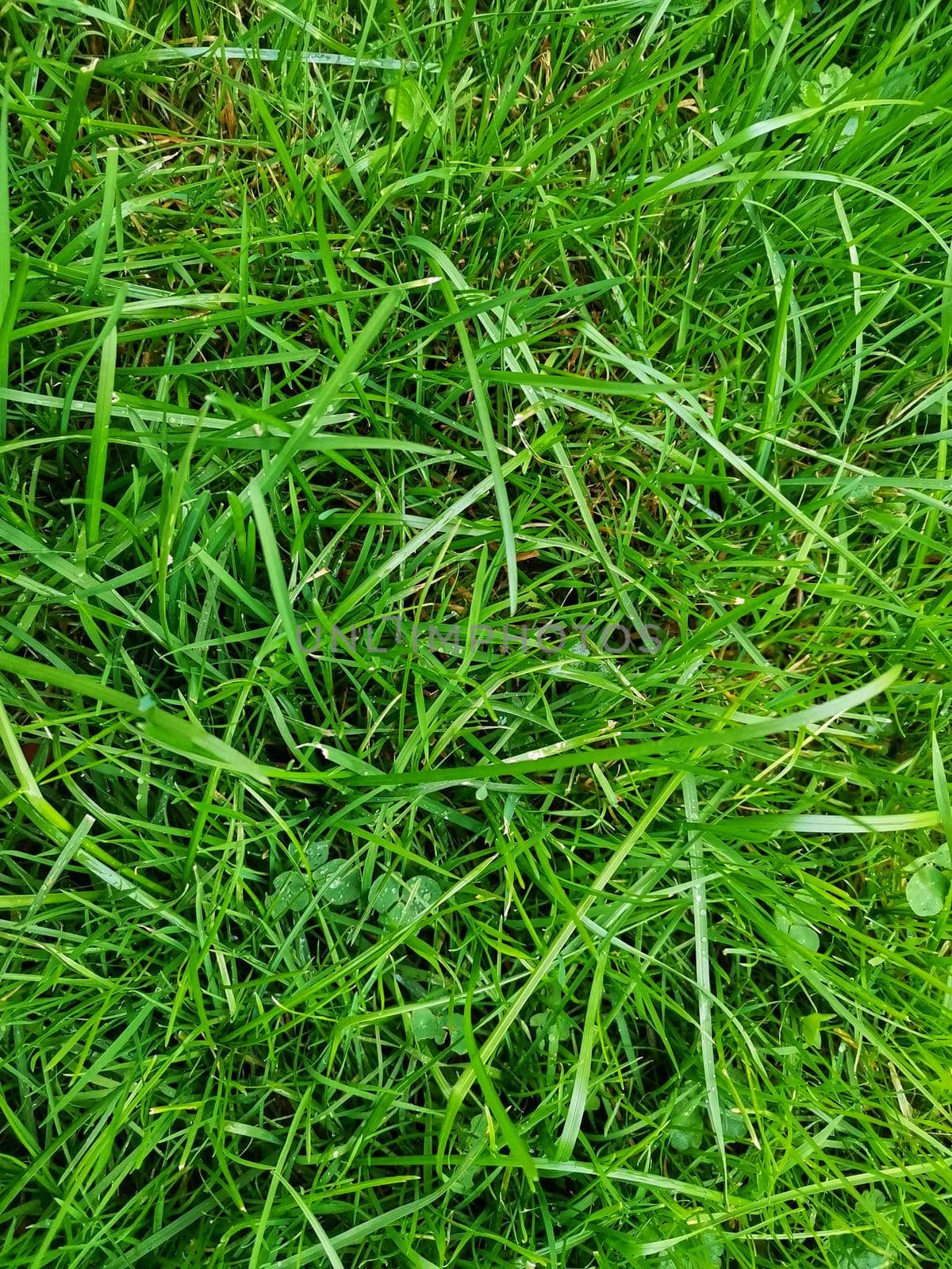 Green juicy grass close up background. Green lawn in the garden. Natural solid texture