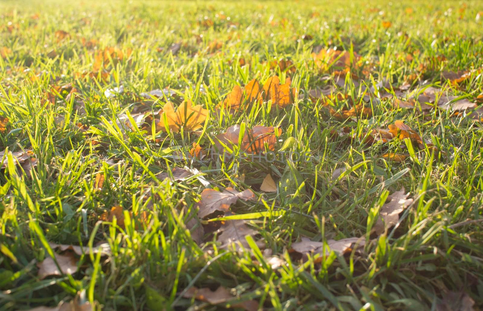 Autumn foliage. Autumn leaves fallen on the ground. Fall leaf. High quality photo