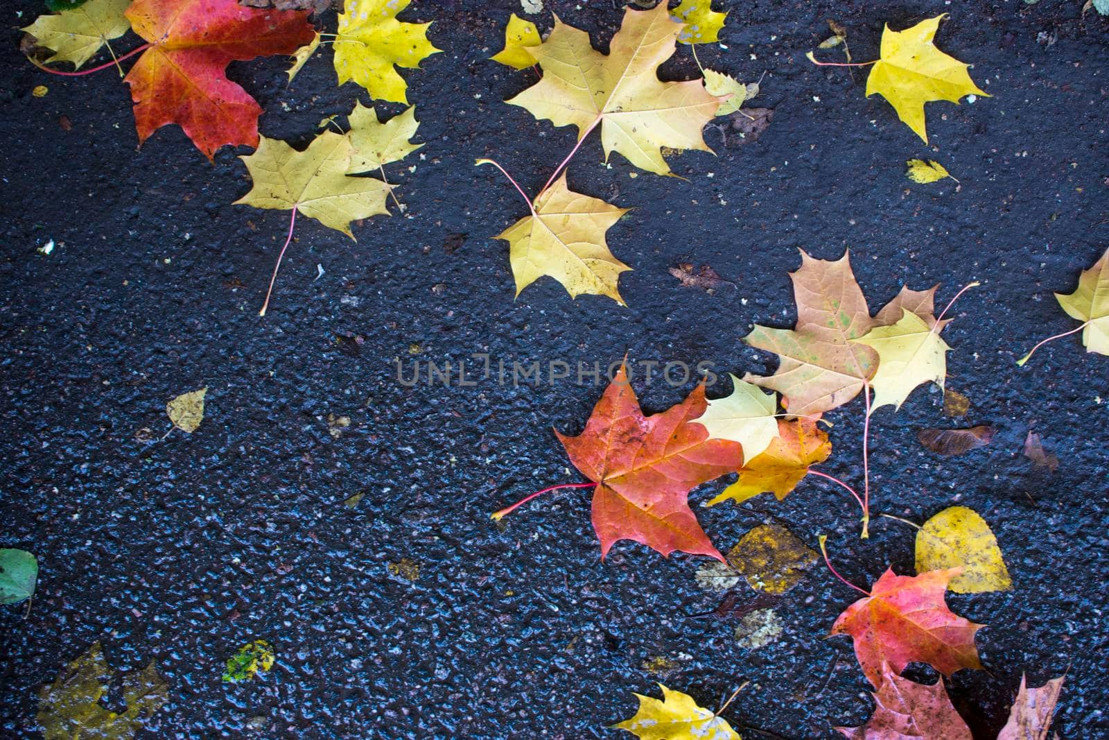 Autumn fallen maple leaves on asphalt, yellow, green. Autumn leaves spread out on the wet and black asphalt. by kajasja