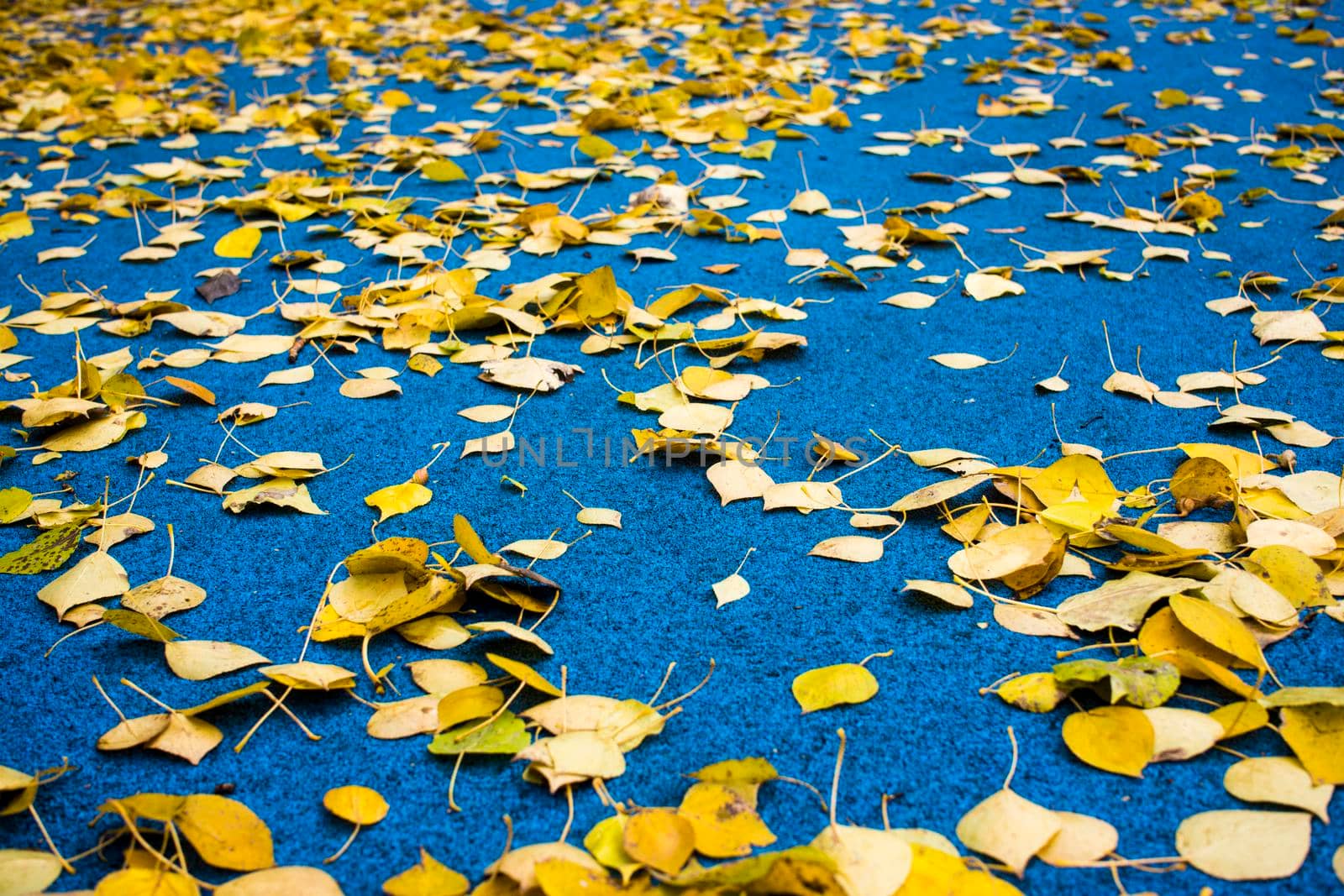 Fallen yellow autumn leaves, traces of rain drops and reflection of trees in a puddle in the city of Voronezh, Russia by kajasja
