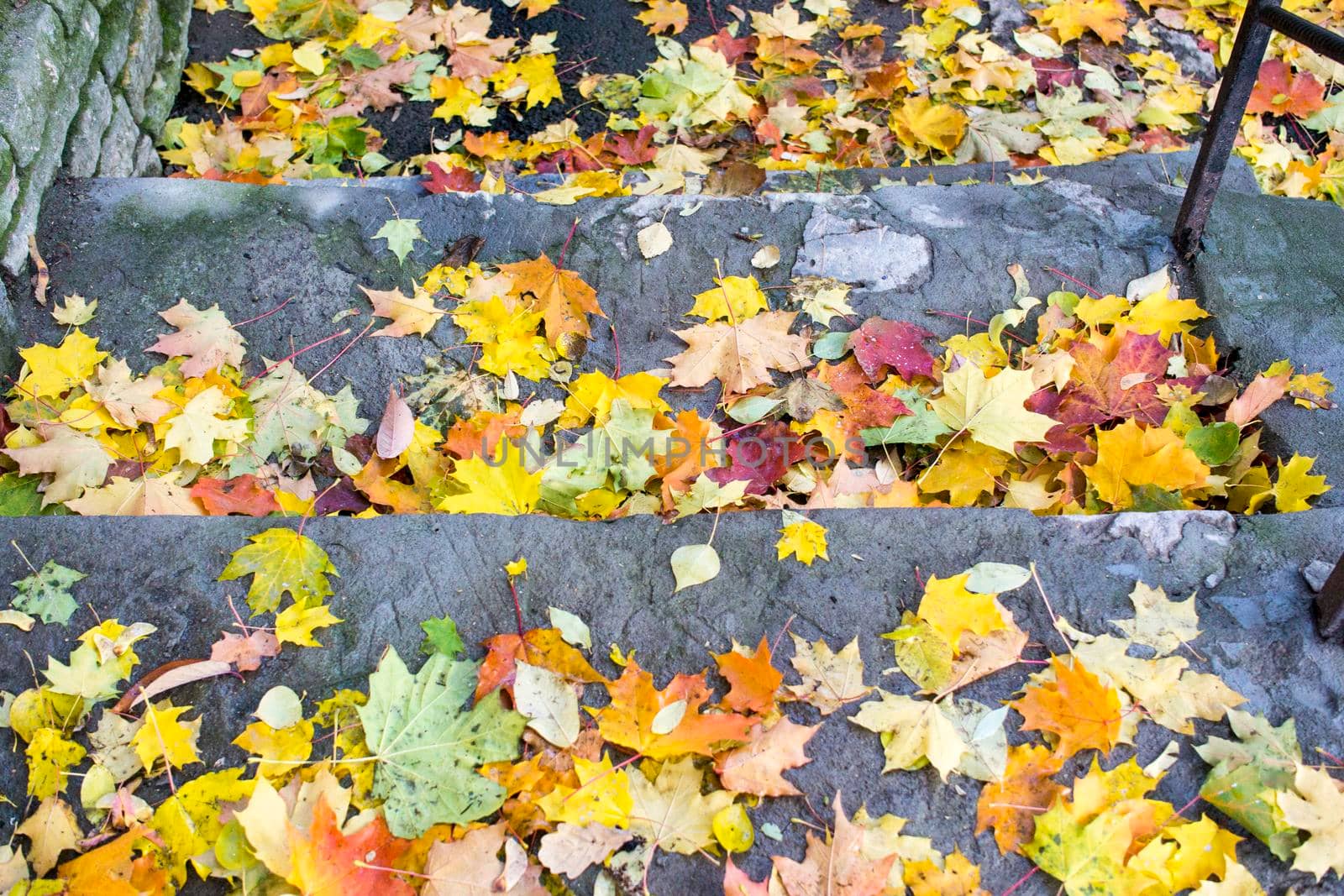 Autumn fallen maple leaves on asphalt, yellow, green. Autumn leaves spread out on the wet and black asphalt. by kajasja