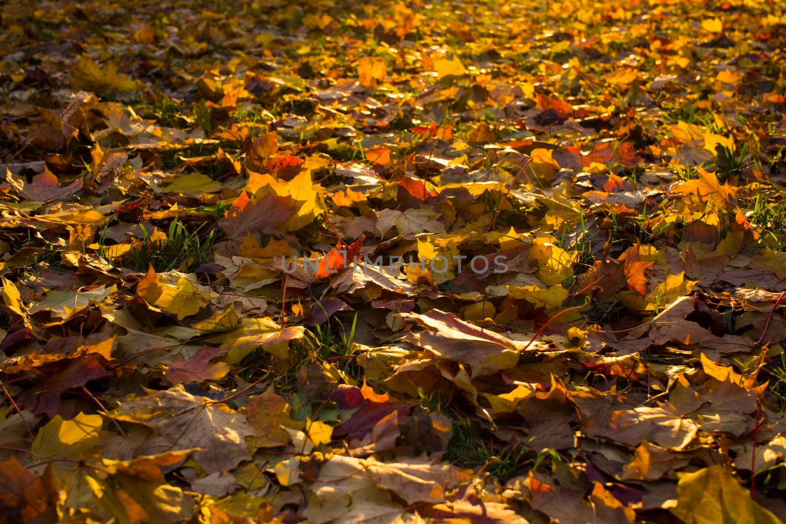 Autumn foliage. Autumn leaves fallen on the ground. Fall leaf. High quality photo
