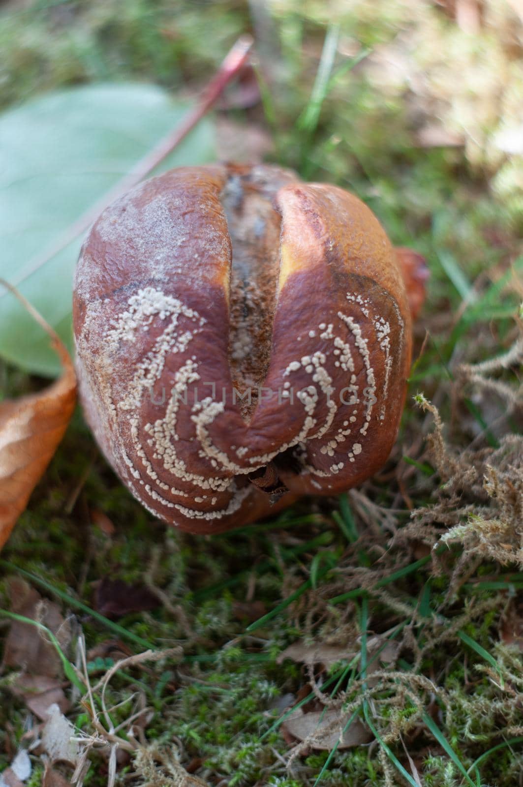 Rotten quince apple on the fruit tree, Monilia laxa infestation, plant disease. High quality photo
