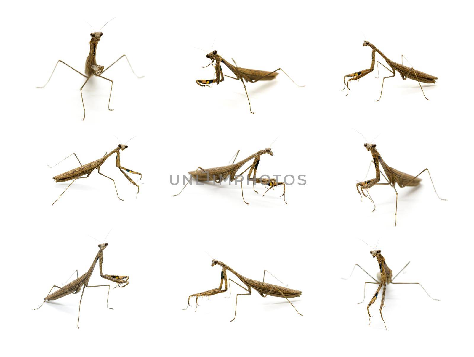 Group of praying mantis (Stagmomantis carolina) on white background. Insect. Animal.