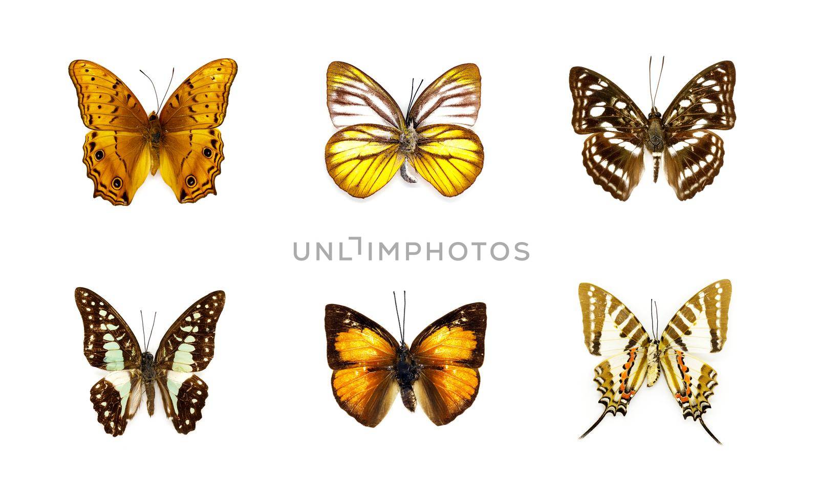 Group of beautiful butterfly on white background. Insect. Animal. by yod67