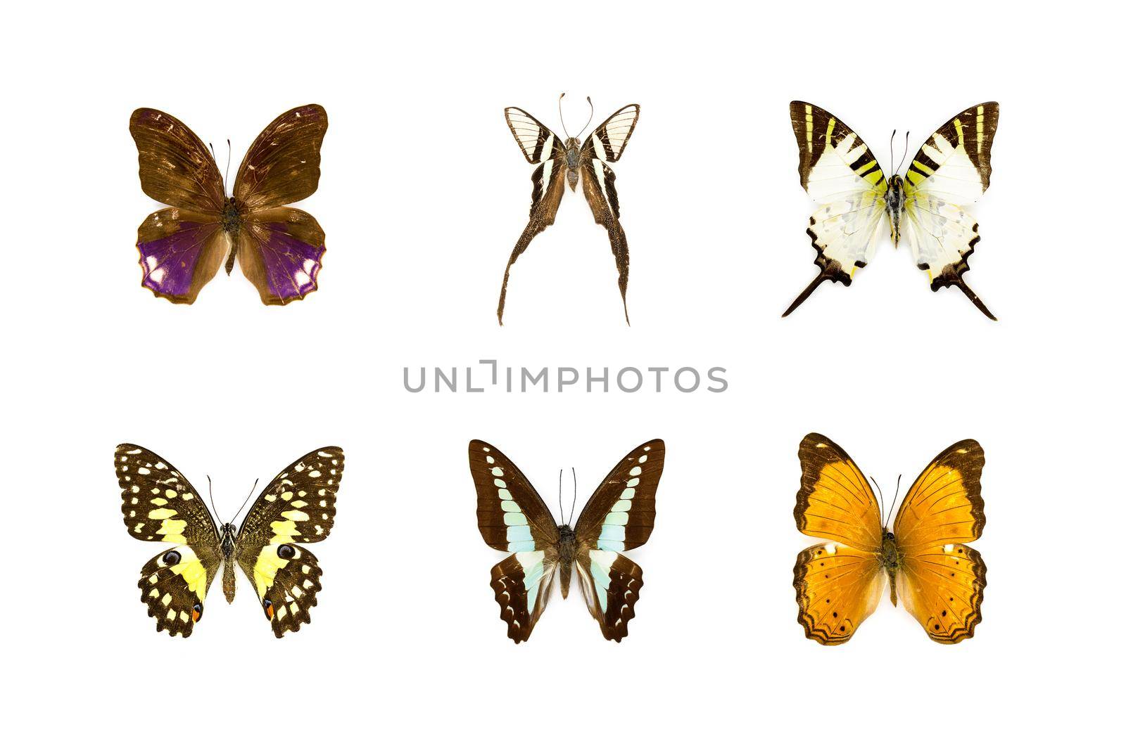 Group of beautiful butterfly on white background. Insect. Animal.