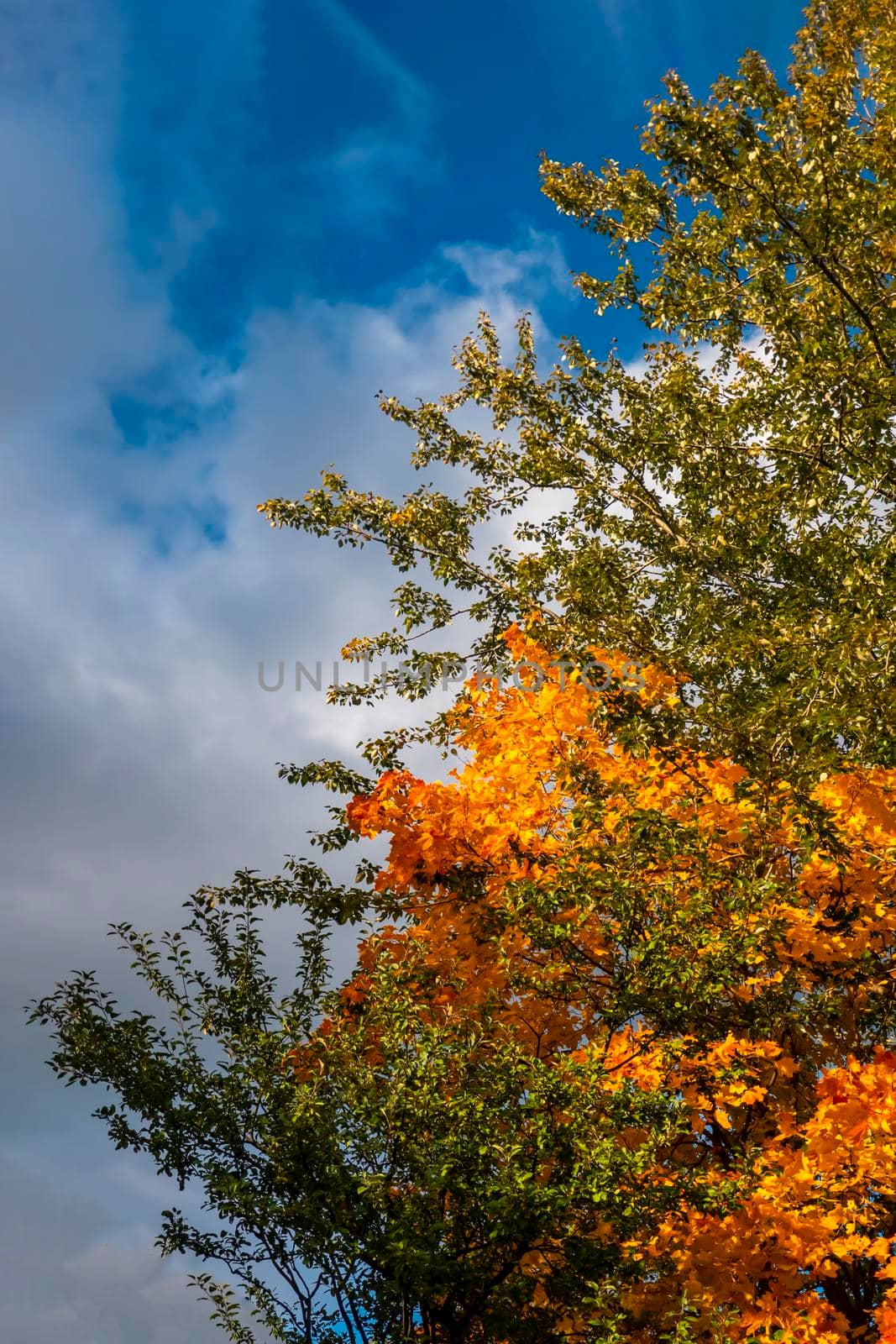 Blue sky with white clouds over the crown of a tree with red and yellow leaves. High quality photo