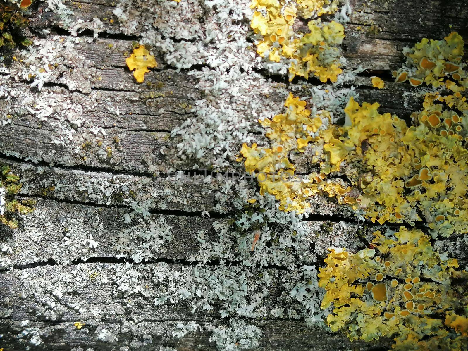 macro texture of birch bark with gold moss . Close up photo by Lenkapenka