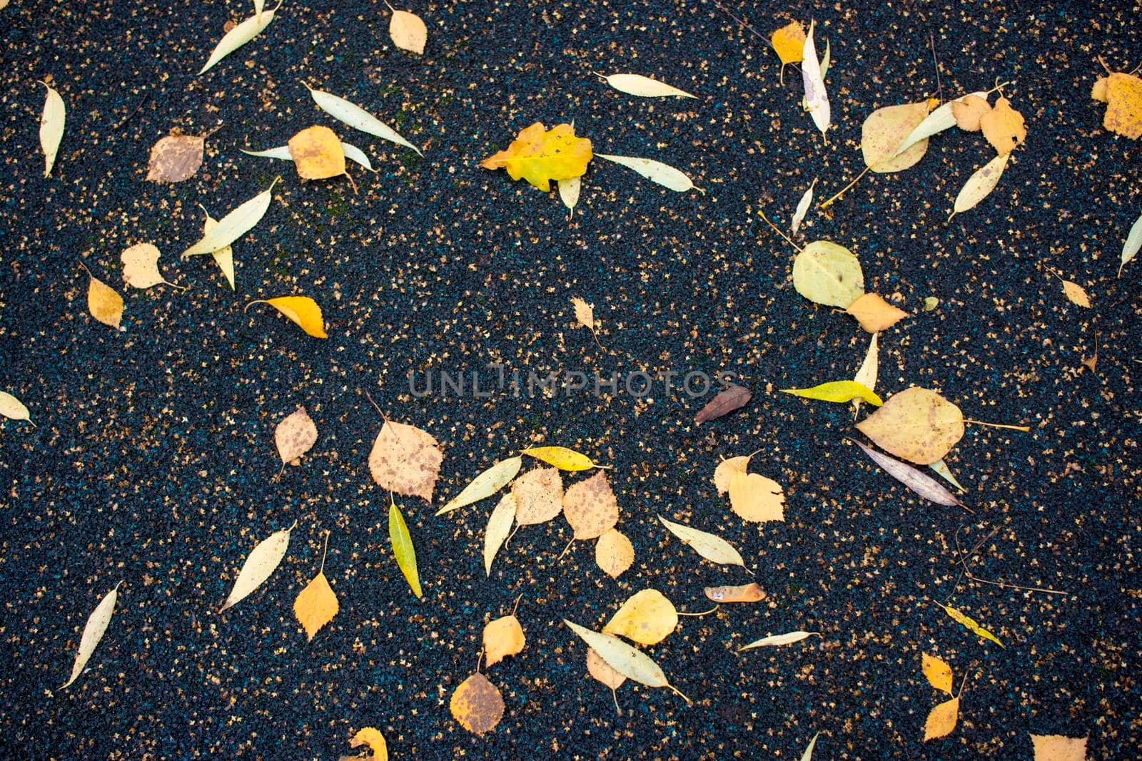 fallen yellow leaves on the asphalt in the rain. High quality photo