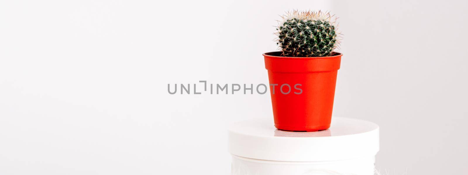 White jar with cosmetic cream lotion and natural green cactus in the pot against a white background, mock-up, copy space. by okskukuruza