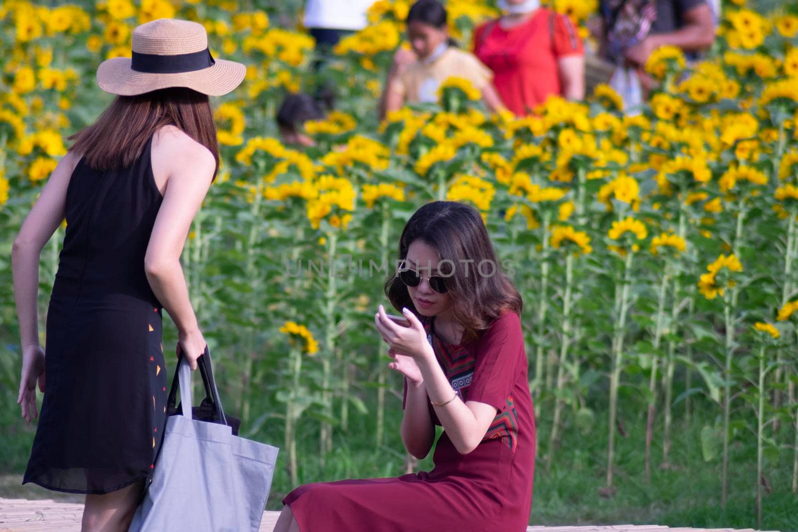 December 2020 Bangkok Thailand croed in sun flowers field Vachirabenjatas Park Bangkok Thailand