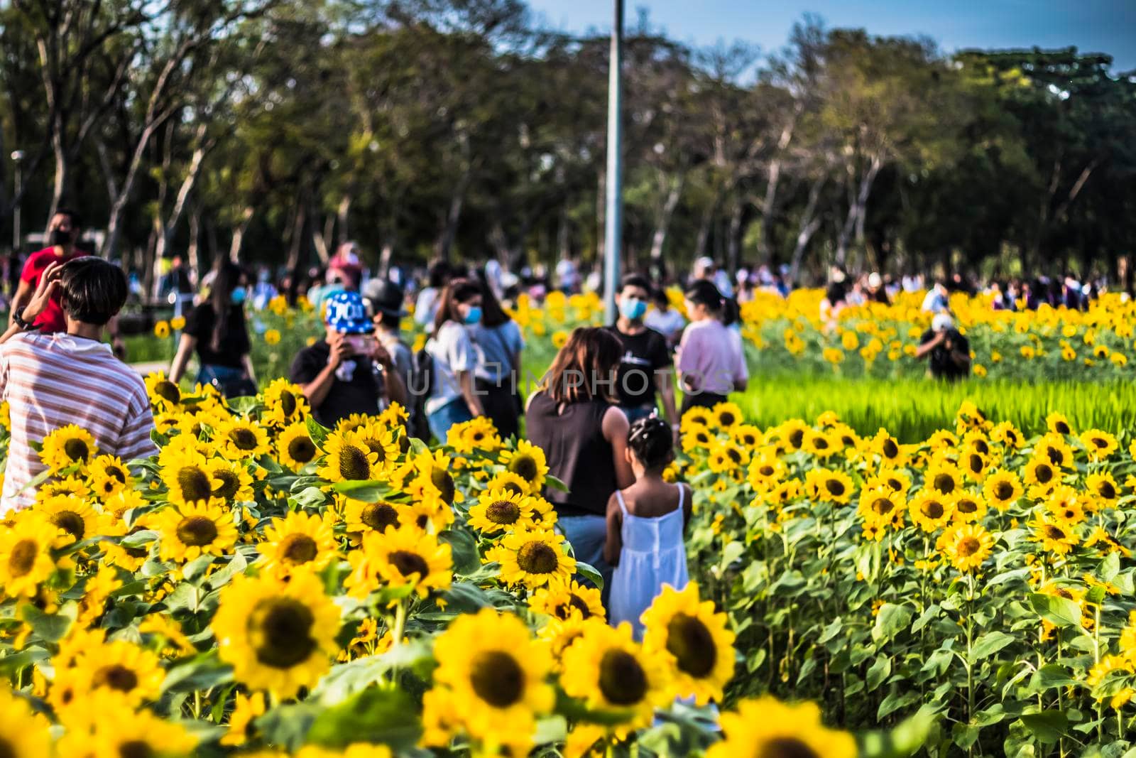 December 2020 Bangkok Thailand croed in sun flowers field Vachirabenjatas Park Bangkok Thailand