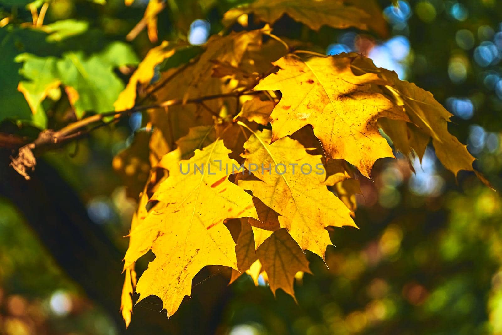 Autumn is one of the four temperate seasons. Outside the tropics, autumn marks the transition from summer to winter. Yellow autumn oak branch in warm sun rays