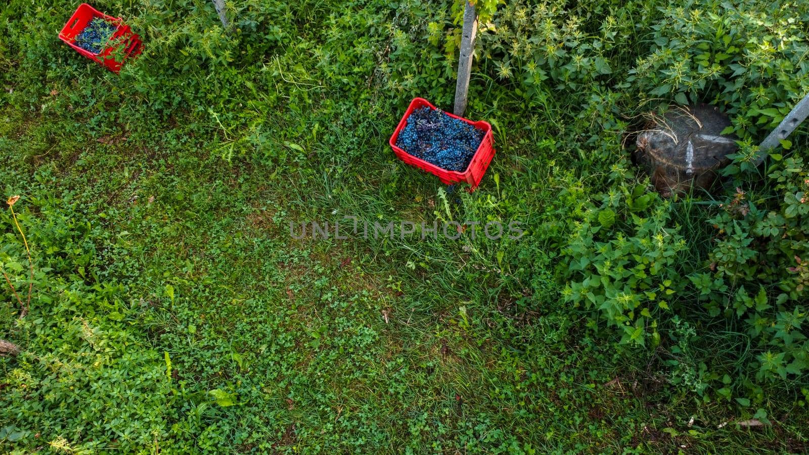 Grape harvesting in Arda Valley, Piacenza, Italy