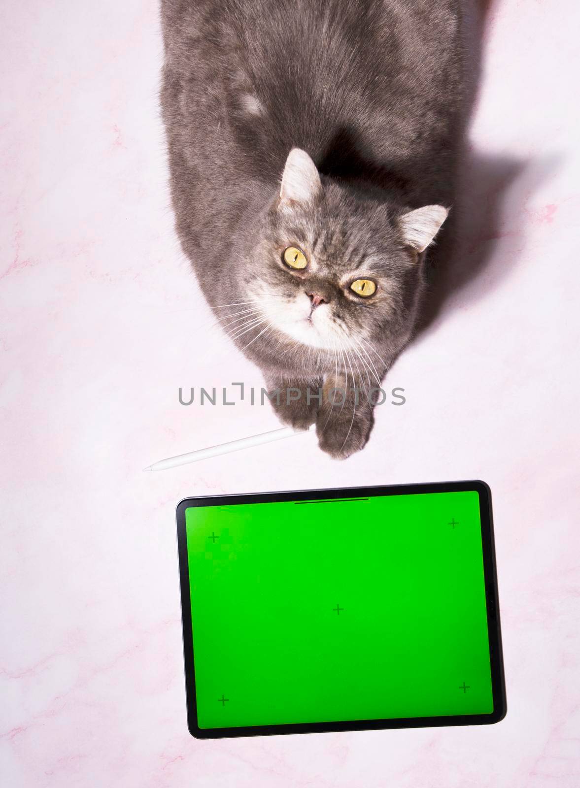 gray cat sits on a pink marble table next to a tablet with green screen, a pet orders food delivery at home, High quality photo