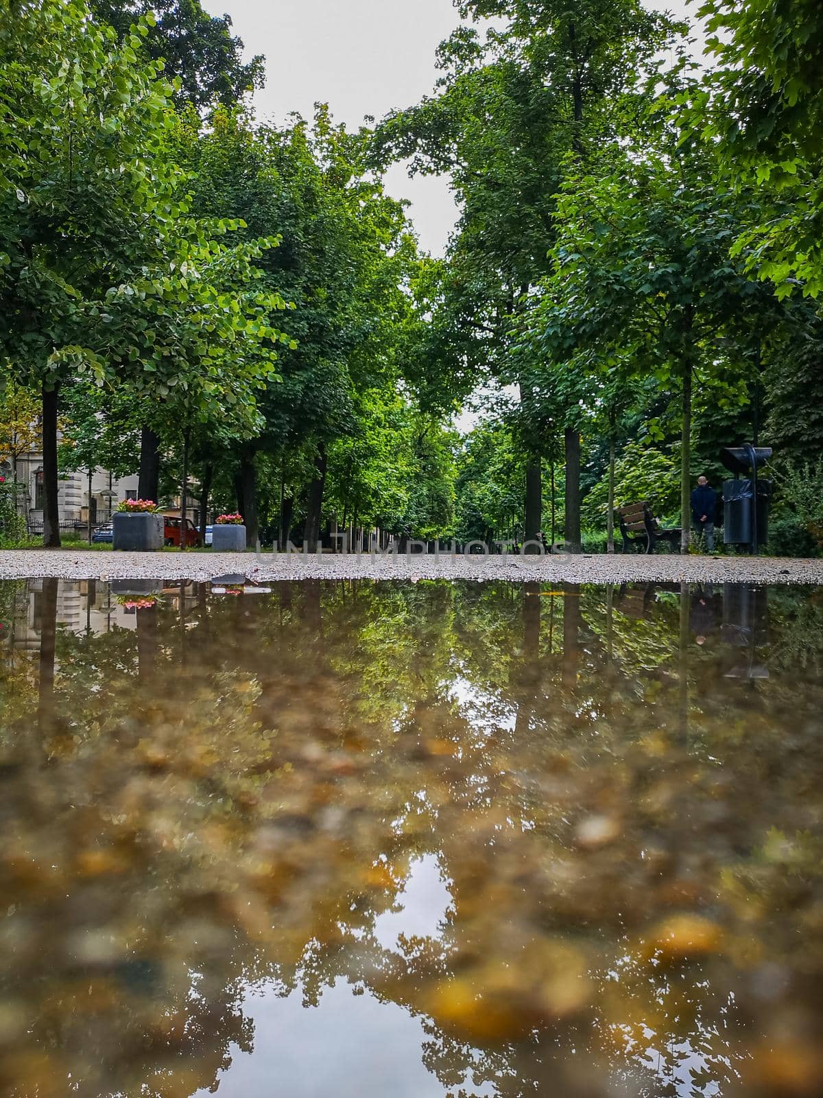 Long path in park between trees reflected in puddle by Wierzchu