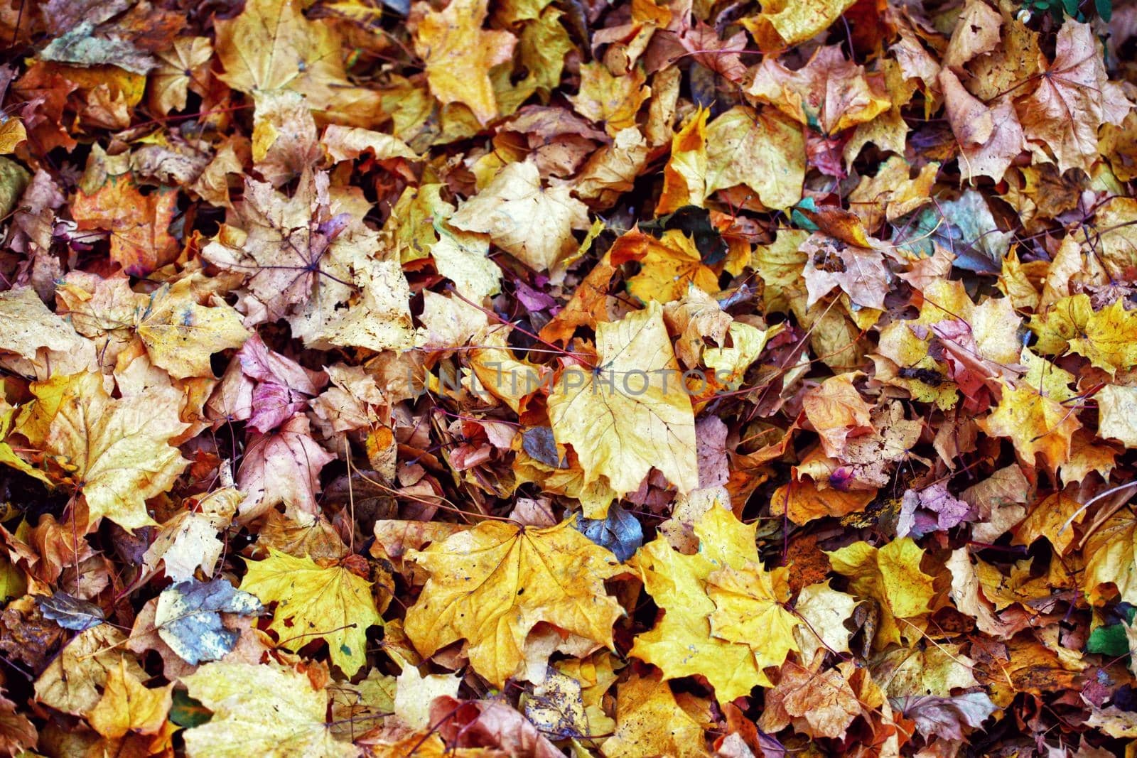 Colorful bright leaves falling in autumnal park. by Taut