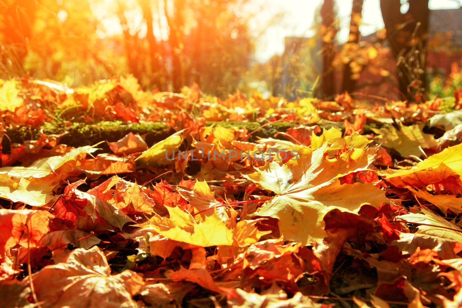 Colorful bright leaves falling in autumnal park. by Taut