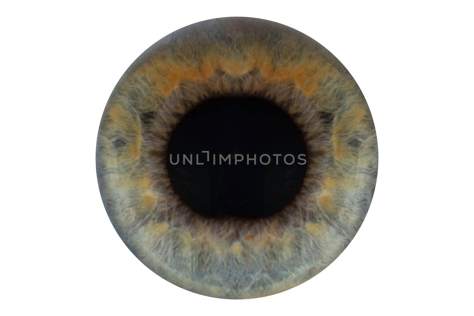 blue pupil on white background isolate.