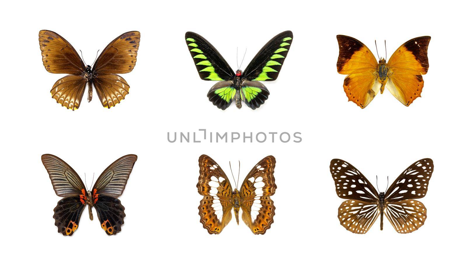 Group of beautiful butterfly on white background. Insect. Animal.