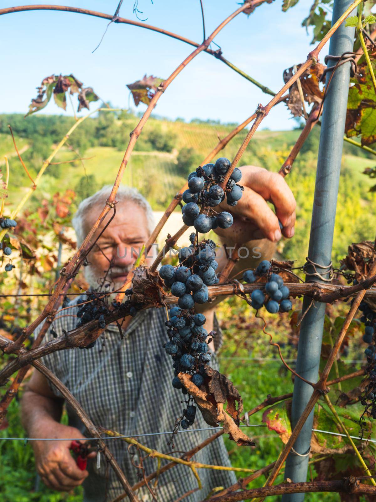 old bearded man harvesiting for wine production