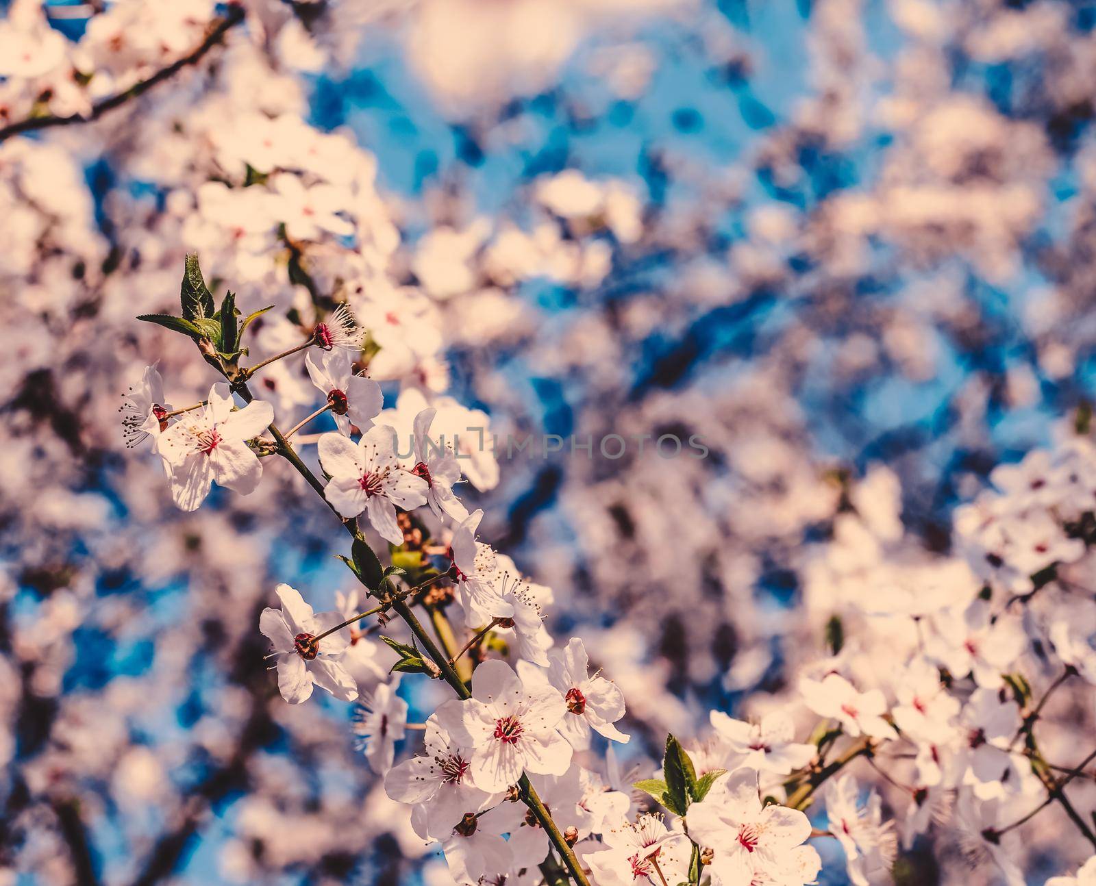 Flower art, romantic card and botanical backdrop concept - Vintage cherry flowers in bloom at sunrise as nature background for spring holiday design, floral dream garden