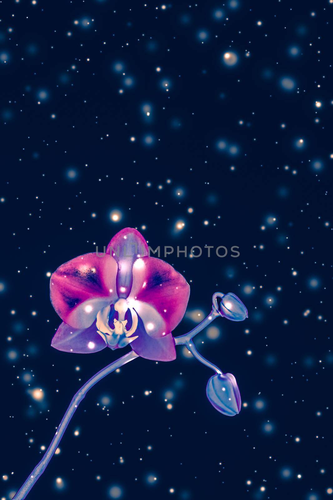 Blooming flowers, botanical design and nature beauty concept - Orchid flower in bloom, abstract floral art background