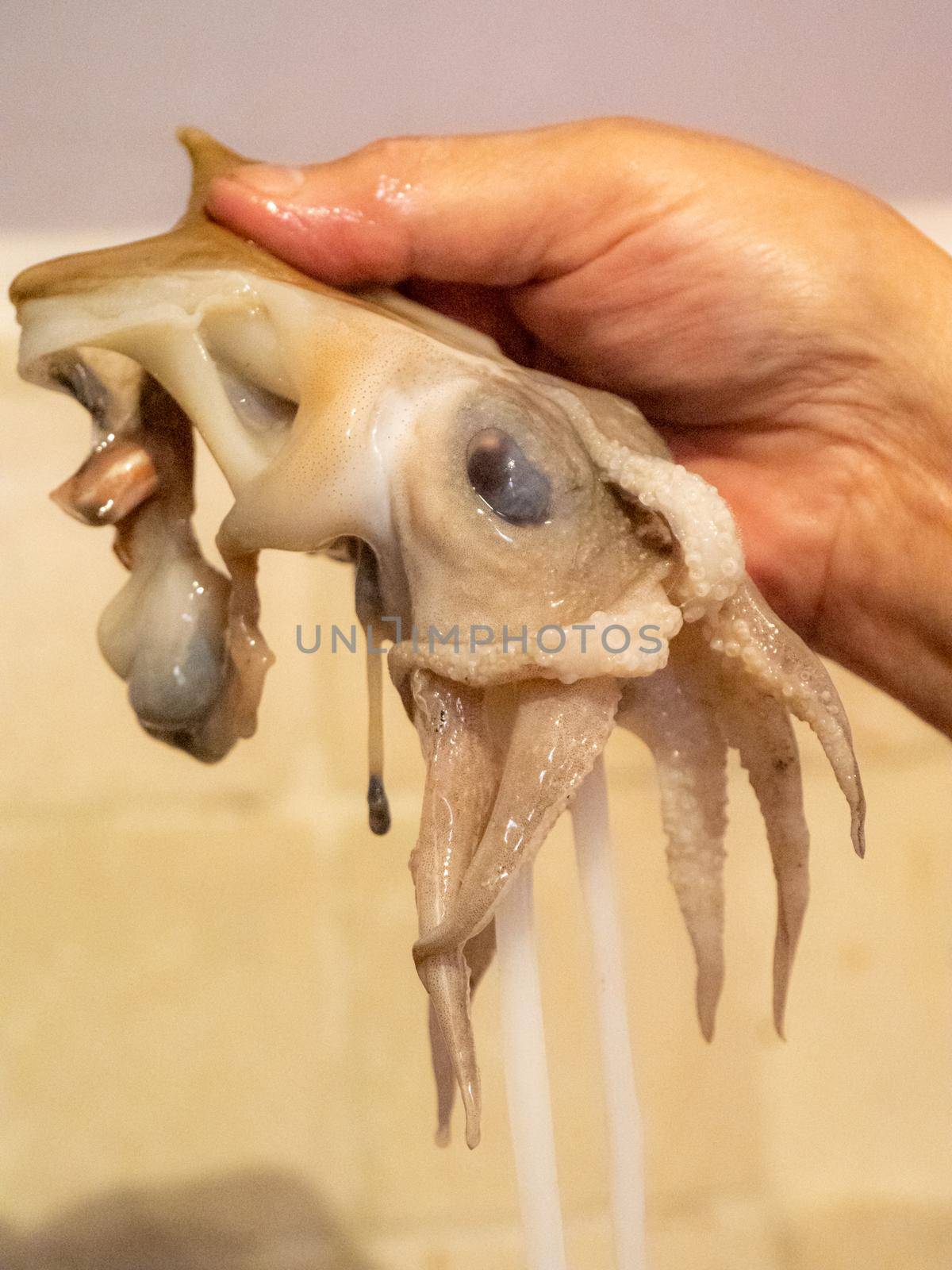cleaning a raw adriatic cuttlefish at home in Numana, Marche, Italy