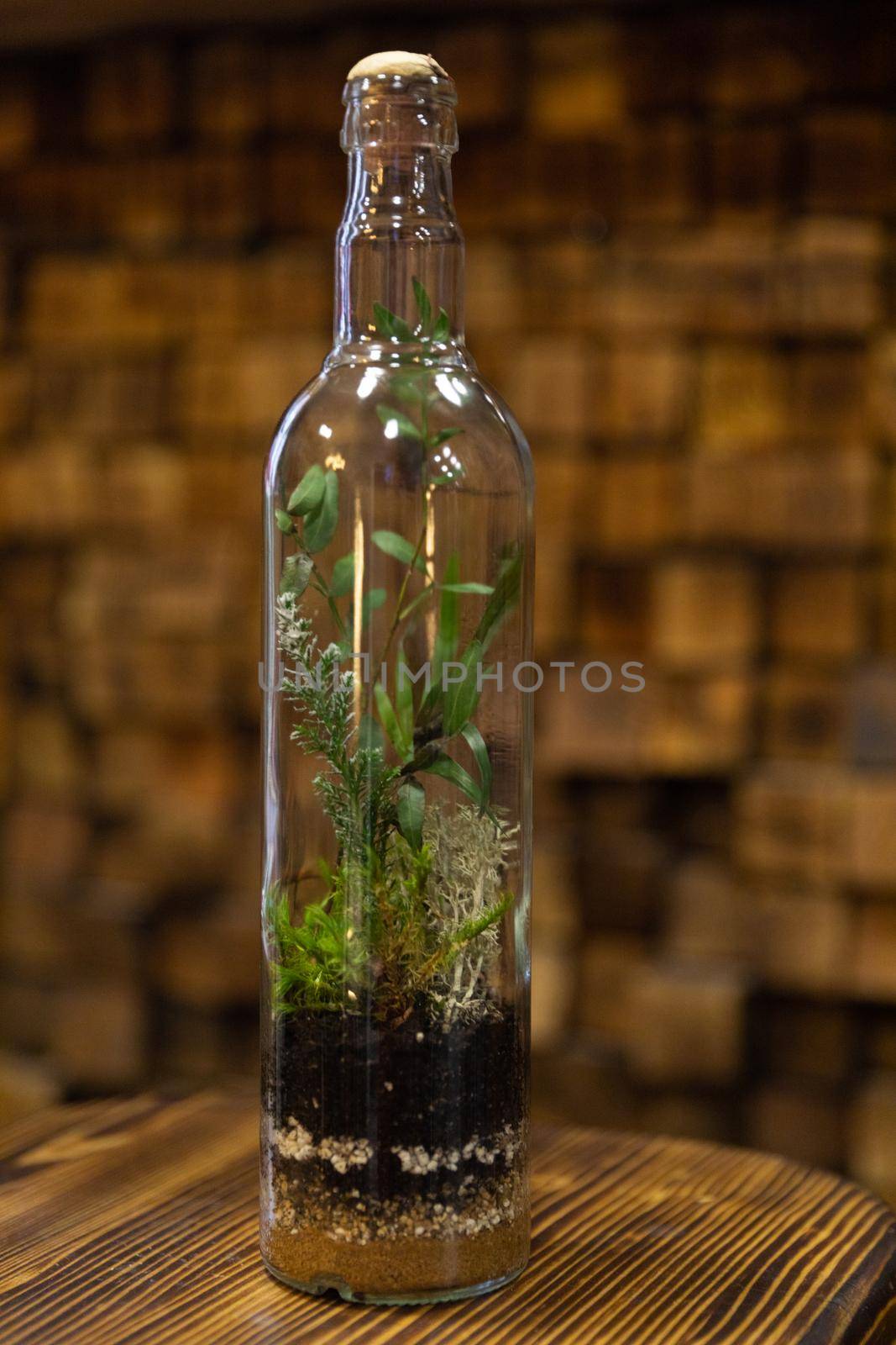flowers and moss that grow inside the bottle.