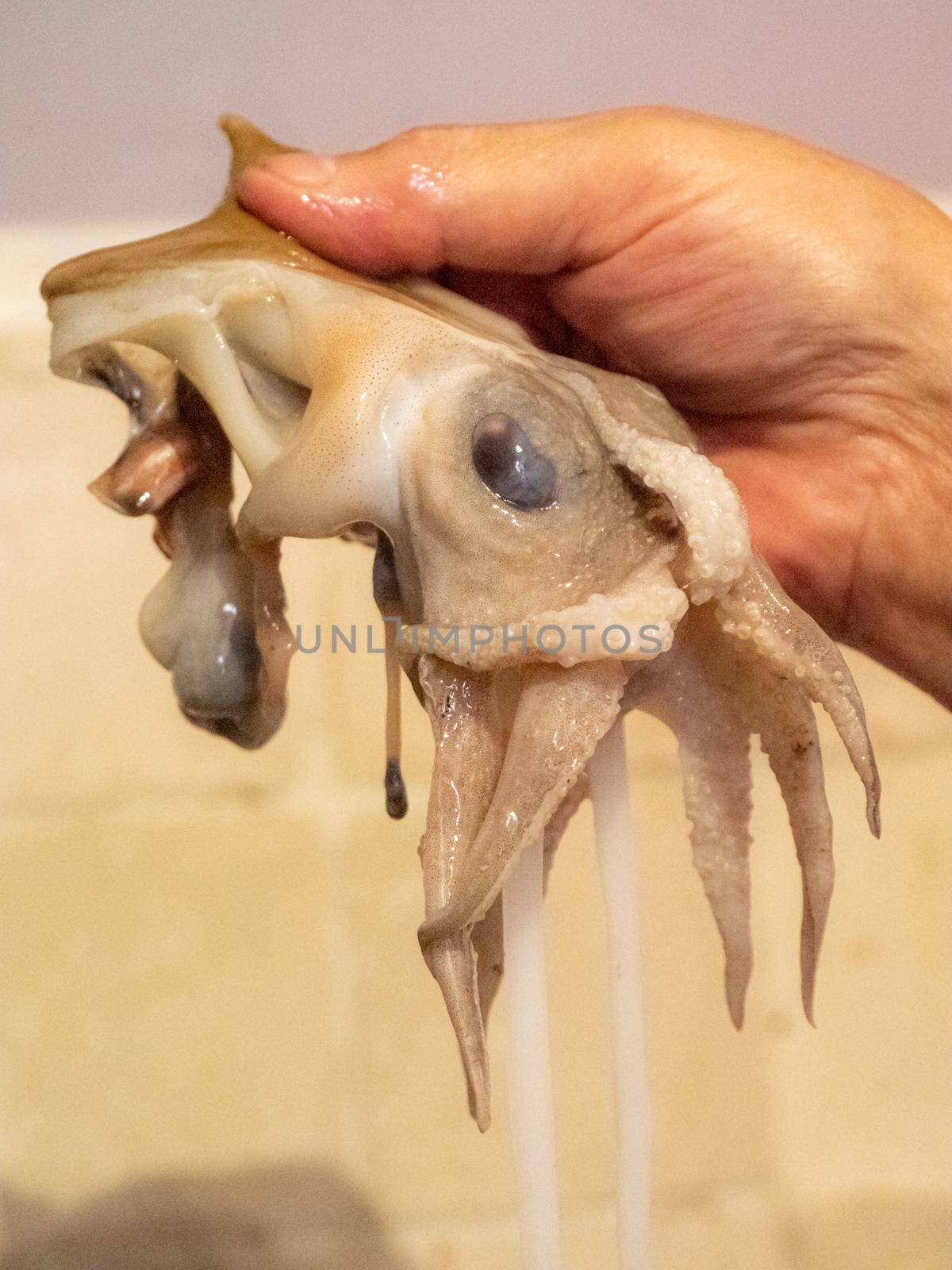 cleaning a raw adriatic cuttlefish at home in Numana, Marche, Italy