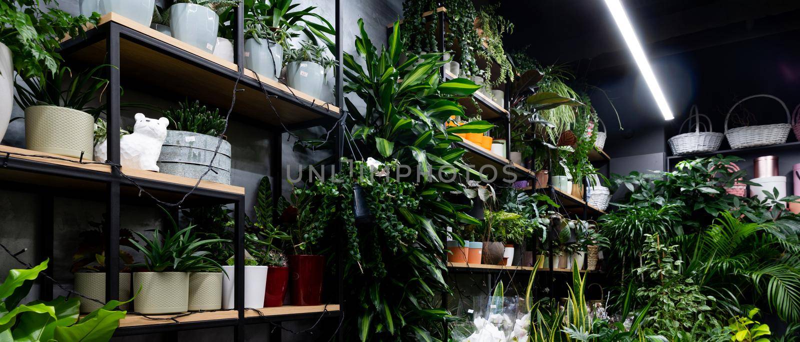 florist shop with natural potted plants on shelves by TRMK