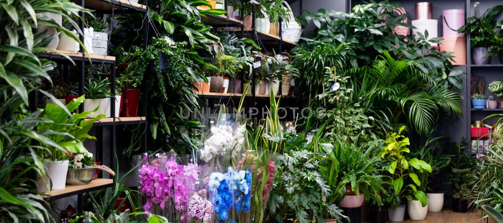 interior of a florist shop with natural potted exotic plants on the shelves by TRMK