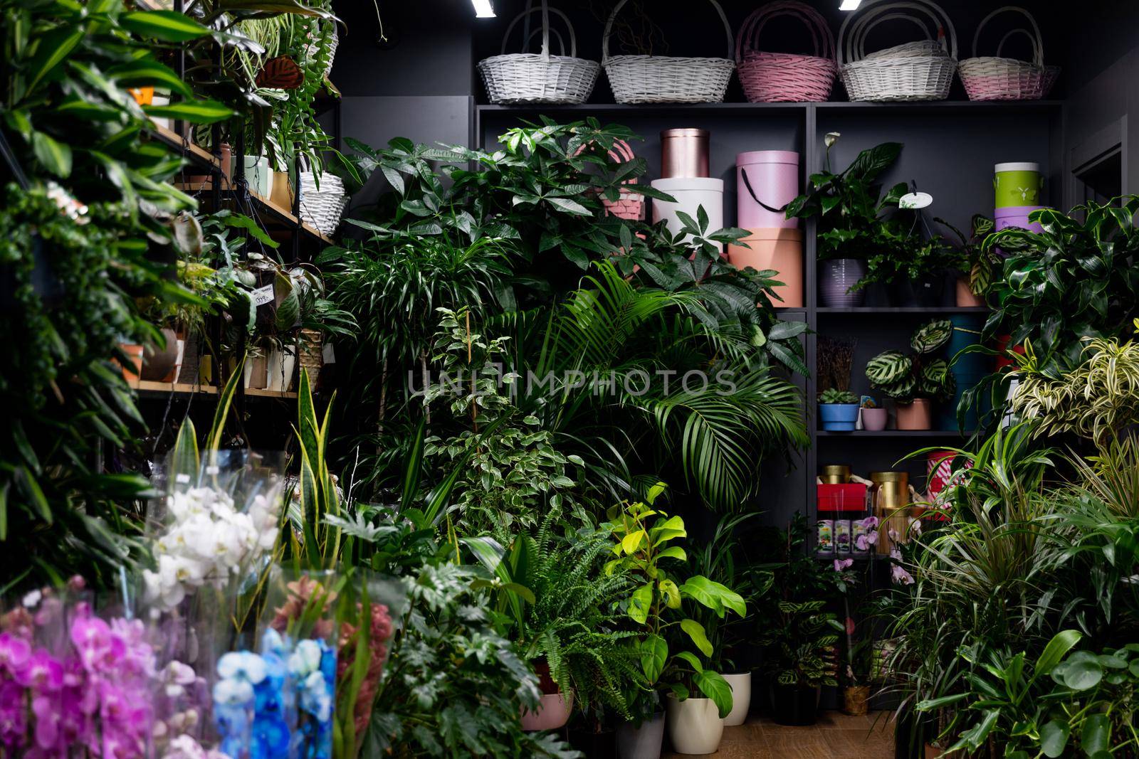 florist shop interior with natural potted plants and boxes for packaging gift on shelves