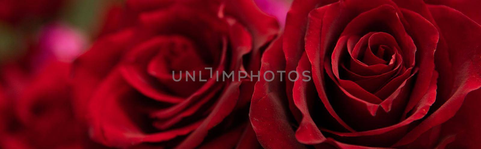 burgundy rose bud close-up photography with depth of field by TRMK
