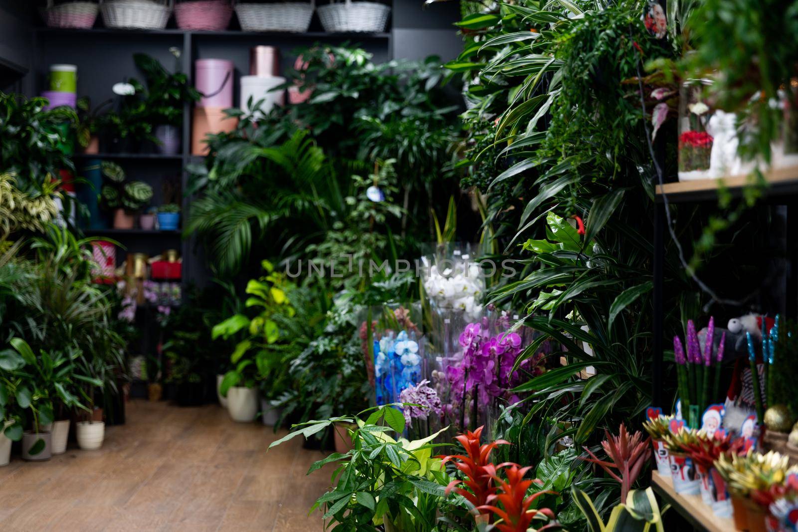 florist shop with natural potted plants and gift wrapping boxes