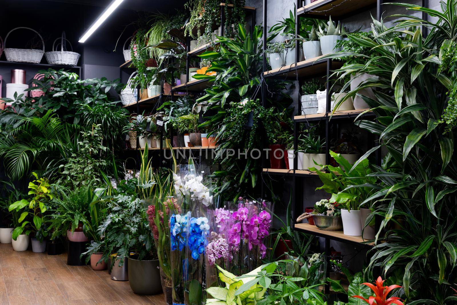 showcase of a florist shop selling flower plants