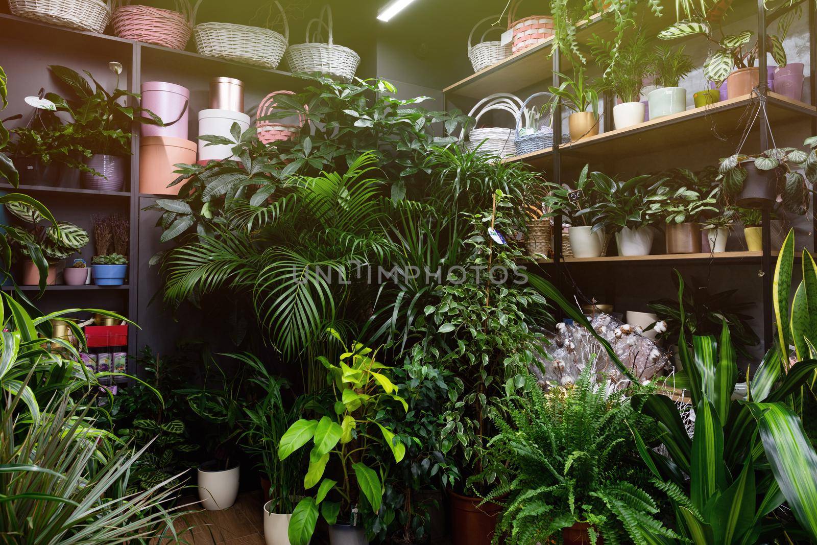florist shop with exotic flower plants and greenery